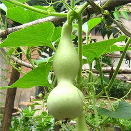 儿童可以吃瓠瓜么,儿童适宜食用瓠瓜的探讨与建议